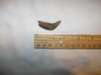 Fossil Squalodon Whale Tooth